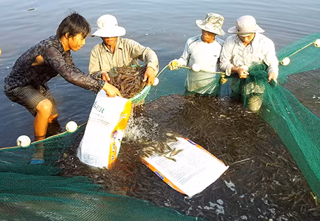 Nông dân xã Vạn Ninh (Móng Cái) thu hoạch tôm nuôi vụ xuân - hè.