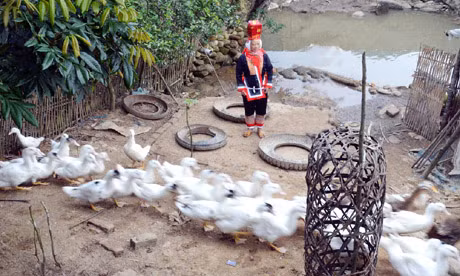 Chị Chìu Nhì Múi, thôn Bình Sơn (Đông Ngũ, Tiên Yên) sau khi học xong lớp xoá mù chữ đã mạnh dạn phát triển thêm đàn gia cầm.