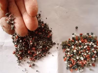 Phân bón giả (bên trái) và thật (phải), không phải nông dân nào cũng biết. Ảnh: Phương Chăm.