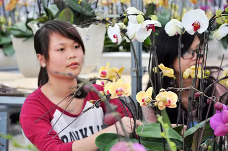 Chăm chú chiêm ngưỡng vẻ đẹp hoa lan.
