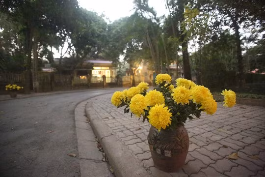 Hoa cúc vàng trải dài trên con đường vào bên trong ngôi nhà của Đại tưóng