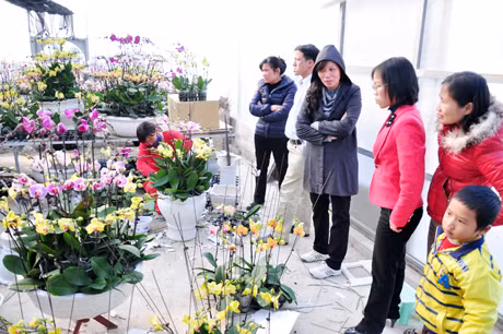 Các cửa nhà vườn tấp nập người mua.