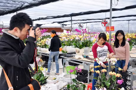 Vẻ đẹp hoa lan Hoành Bồ được nhiều người tìm đến sáng tác ảnh.