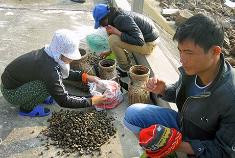Người dân từ đất liền ra đảo Trần khai thác hải sản.