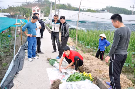 Nhiều người xuống tận ruộng hoa chọn từng cây một.