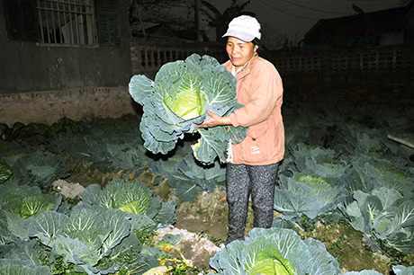 Chị Đinh Thị Thiệp, thôn Thác Bưởi II, xã Tiên Lãng thu hoạch rau để sớm hôm sau mang ra chợ bán.