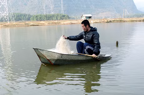 Anh Đàm Thanh Tùng đang kiểm tra cá trên ao của mình.