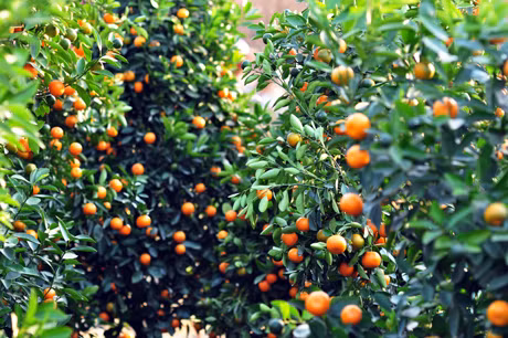 Quất chịn mọng.