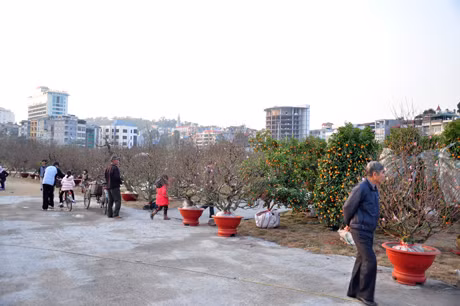 Hàng trăm nhà vườn từ khắp mọi miền đổ về chợ hoa xuân Hạ Long.