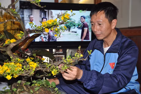 HLV Nguyễn Duy Long đang chăm sóc cảnh mai để đón tết