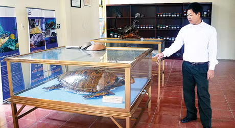Cá thể vích, tên khoa học Chelonia Mydai trong Bảo tàng Đa dạng sinh học VQGBTL, loài vật có trong sách đỏ cấp độ bảo vệ toàn cầu hiện đang tồn tại ở vùng biển của VQGBTL.