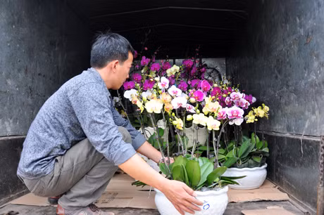 Hoa lan được vận chuyển lên xe tải chở đi các chợ hoa.