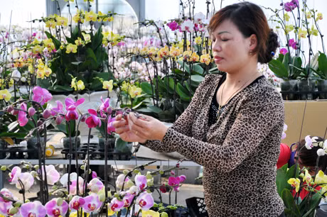 Hoa lan được cắm thành từng chậu lớn nhỏ theo mức giá, nhu cầu của người dân.