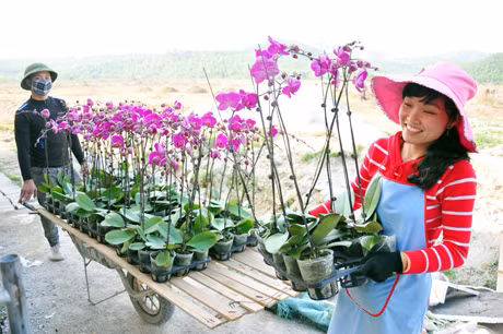 Những ngày cận Tết hoa lan được vận chuyển số lượng lớn đi các địa phương phục vụ nhu cầu mua sắm của người dân.