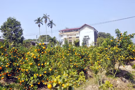 Bởi vậy, những vườn hoa - cây cảnh bên những ngôi nhà như thế này thể hiện sự sung túc của người dân Quảng Mản. 