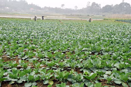 Cánh đồng rau an toàn của Công ty Việt Long tại phường Cộng Hoà, TX Quảng Yên.