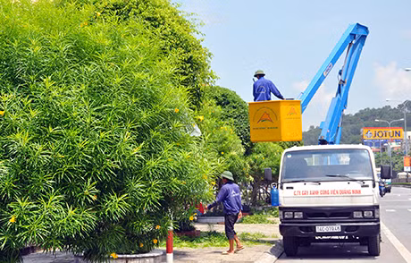 Cắt tỉa cây xanh, lắp đặt đèn chùm cây trên các tuyến phố.