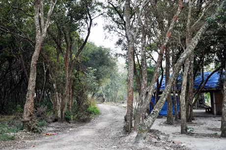 Đến Minh Châu, du khách sẽ được vui chơi, giải trí trong rừng trâm nguyên sinh.