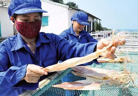 Chế biến mực ống Cô Tô thành sản phẩm mực khô và mực một nắng. (Ảnh chụp quy trình phơi mực tại cơ sở sản xuất của gia đình chị Phạm Thị Măng, khu 4, thị trấn Cô Tô, huyện Cô Tô).