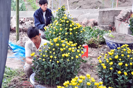 Chủ vườn tất bật cắm hoa phục vụ khách.