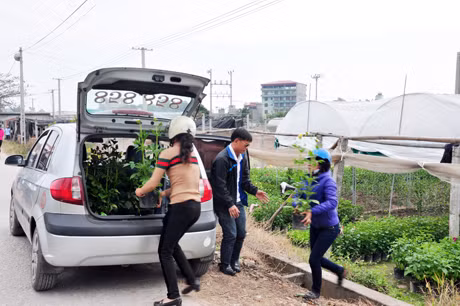 Ai nấy đều chọn cho gia đình mình những chậu hoa ưng ý.