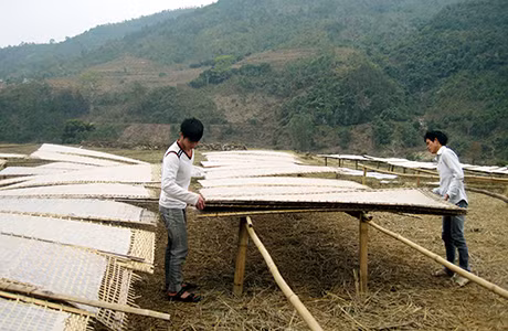 Chế biến miến dong tại xã Húc Động.
