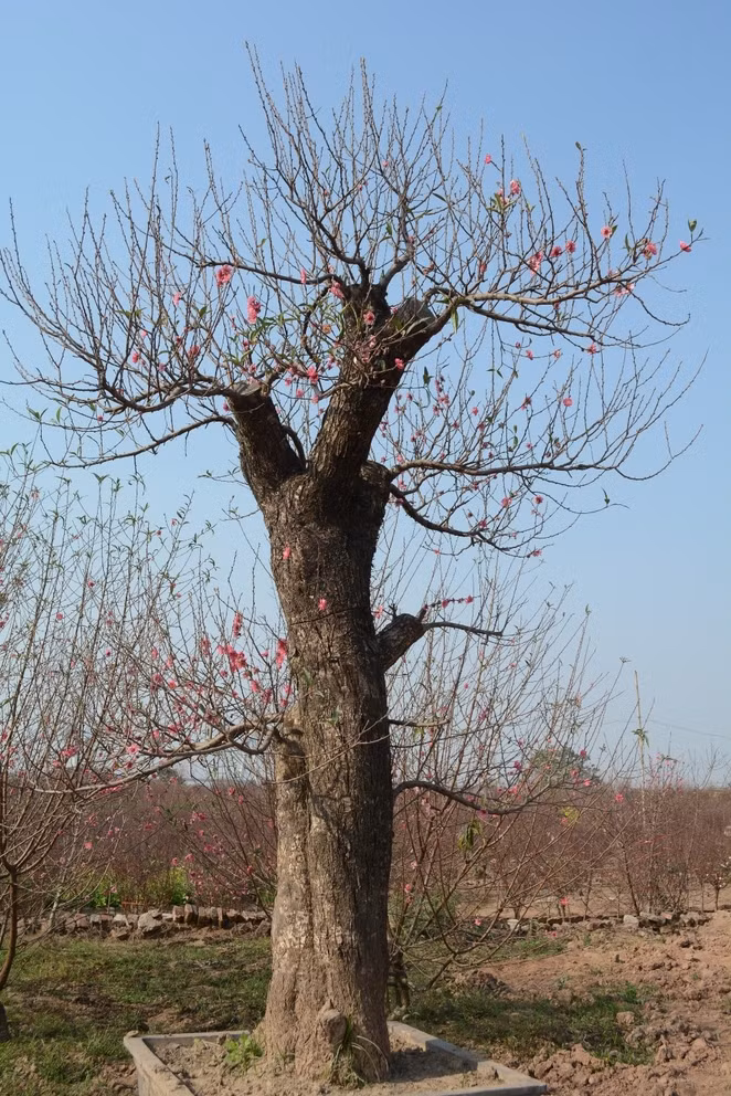 Những người sành chơi cũng thường tìm đến Nhật Tân để mua hoặc thuê những gốc đào hàng chục năm tuổi, có thế đẹp, đủ lộc, hoa và lá.