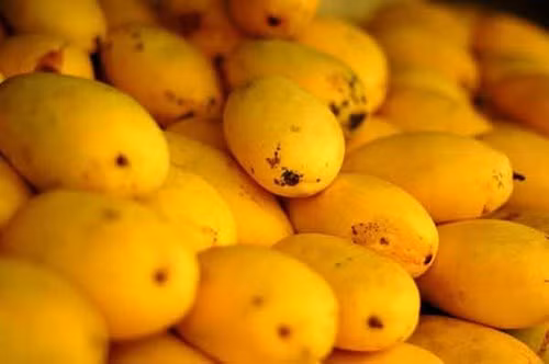 Chất polyphenol được chiết xuất từ xoài có tác dụng trong việc phòng chống các loại ung thư ruột kết và ung thư vú. 