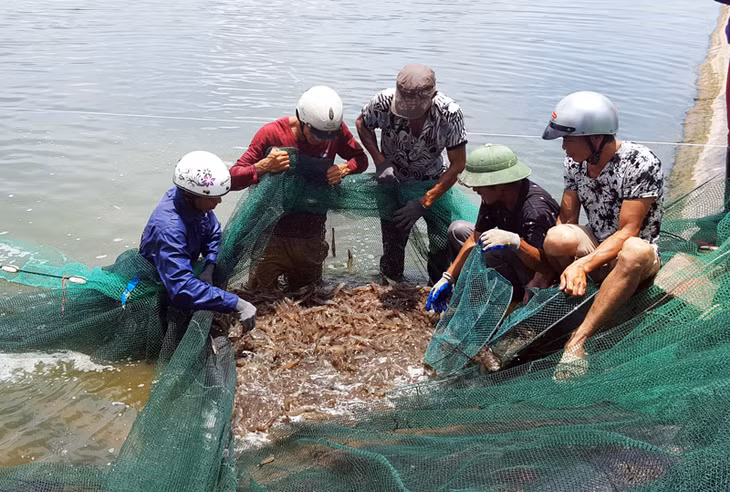 Thu hoạch tôm tại hộ ông Trịnh Công Rằng, thôn Bình Minh, xã Hải Lạng, huyện Tiên Yên.