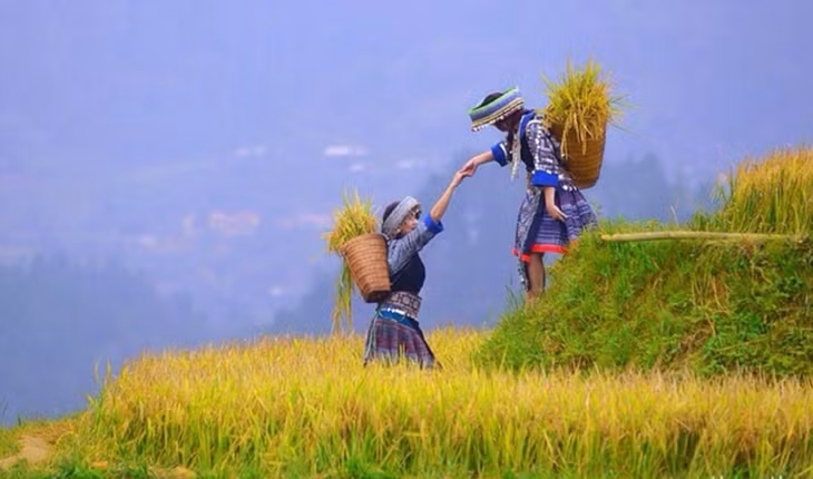 Mù Cang Chải mùa lúa chín với những thửa ruộng bậc thang ở độ cao hơn 1.000 m, uốn lượn đến tận chân trời, tỏa sắc vàng rực rỡ luôn là sức hút đặc biệt cho những người yêu du lịch.
