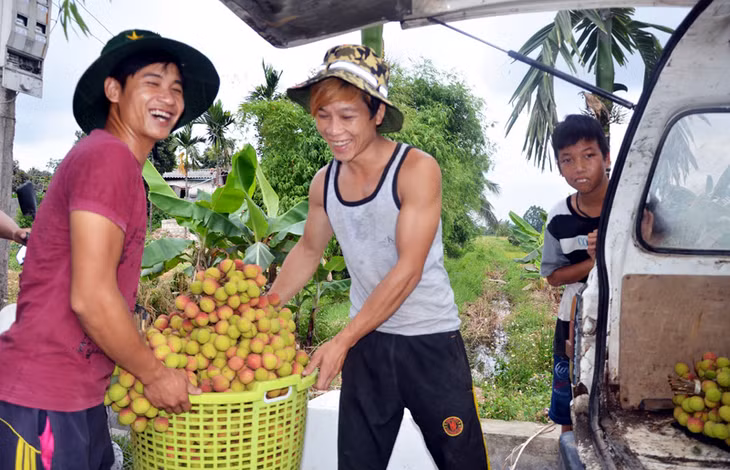 Vụ vải chín sớm năm nay, TP Uông Bí đạt sản lượng 3.000 tấn, doanh thu gần 80 tỷ đồng.