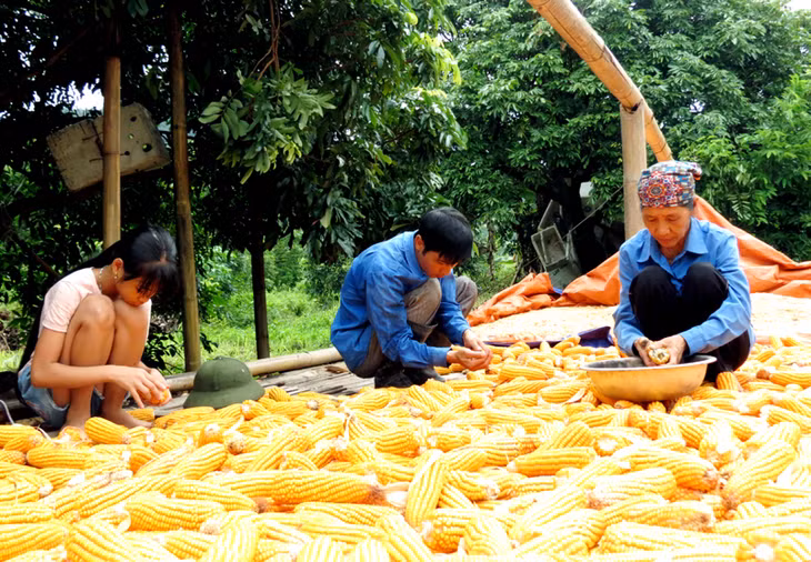 Bệnh binh Trần Thị Thu Hồng (khu VII, thị trấn Ba Chẽ) cùng con cháu tăng gia sản xuất, phát triển kinh tế gia đình.