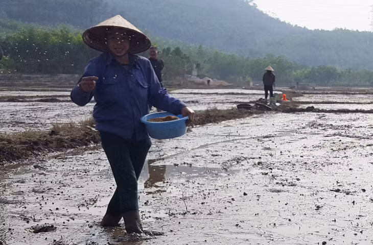 Ngành nông nghiệp khuyến cáo bà con nông dân tạm dừng gieo cấy tại thời điểm này