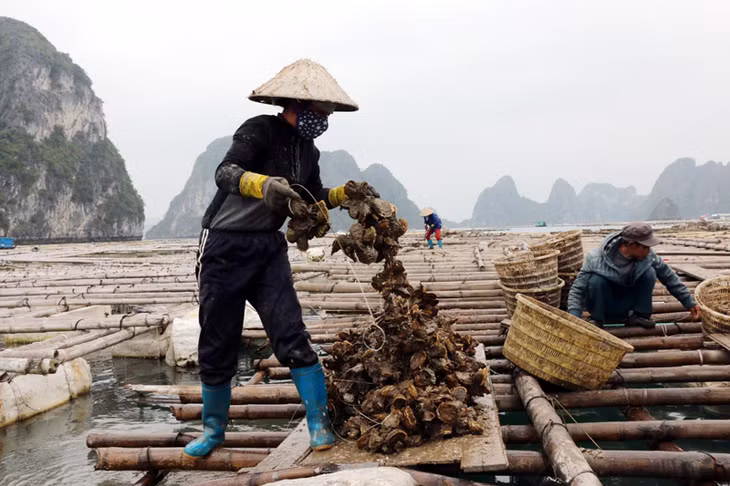 Mô hình nuôi hàu tập trung an toàn của gia đình ông Nguyễn Minh Hồng, CLB Hàu sữa Vân Đồn.