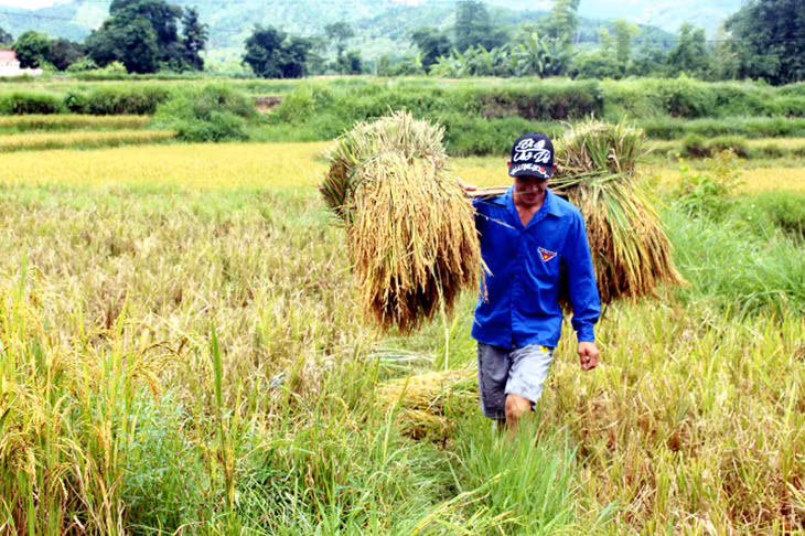 Trước diễn biến phức tạp của thời tiết, bà con nông dân huyện Bình Liêu tập trung huy động tối đa máy móc, phương tiện, nhân lực thu hoạch nhanh lúa chiêm xuân theo phương châm “xanh nhà hơn già đồng”. Đến nay, toàn huyện đã thu hoạch được 90% tổng diện tích, năng suất ước đạt 43,6 tạ/ha.