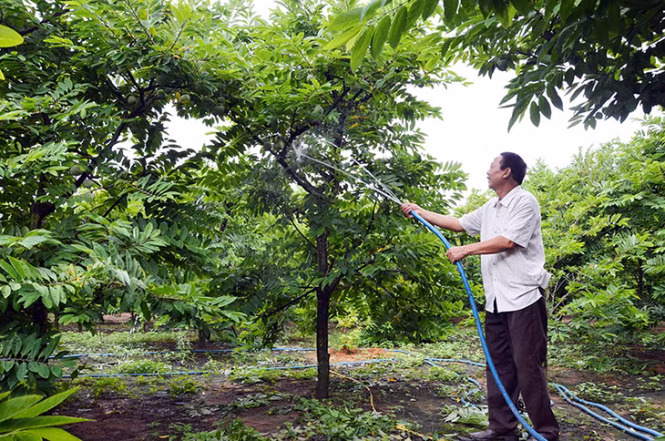 Ông Nguyễn Minh Sơn, thôn Đìa Sen, xã An Sinh, TX Đông Triều dùng áp lực của nước diệt rệp sáp hiệu quả, giúp hạn chế sử dụng thuốc bảo vệ thực vật, nâng cao chất lượng sản phẩm na Đông Triều.
