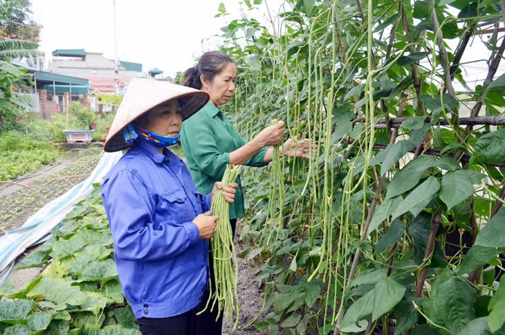 Hộ bà Nguyễn Thị Hót, được Hội Nông dân TP Cẩm Phả lựa chọn tham gia mô hình trồng rau an toàn tại phường Cẩm Phú.