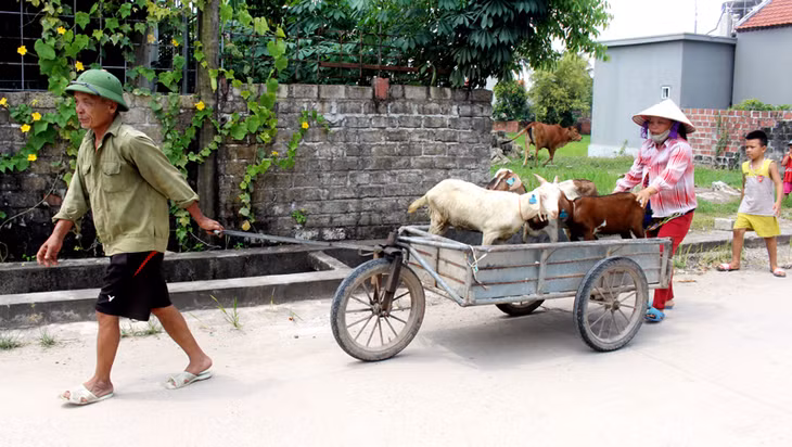 Mỗi hộ nghèo được hỗ trợ 3 con dê ( 1 dê đực, 2 dê cái) để phát triển mô hình chăn nuôi, vươn lên thoát nghèo
