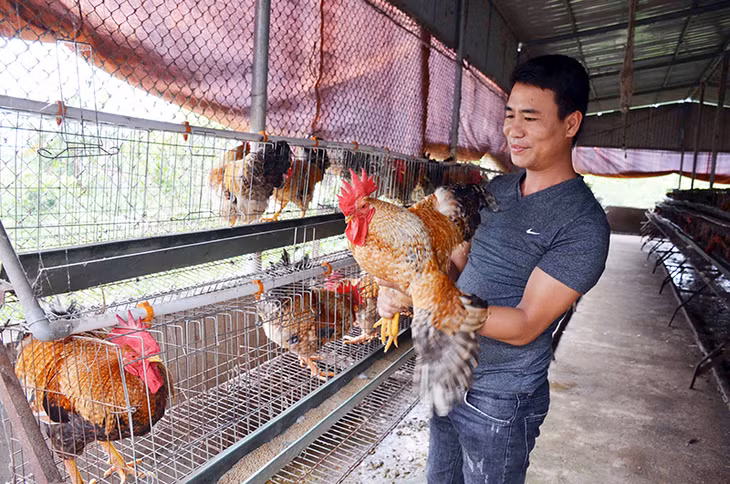 Anh Nguyễn Văn Tuyền kiểm tra sự phát triển của giống gà hoa mơ tại trang trại của gia đình.