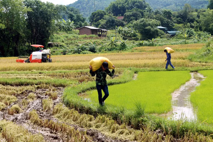 Để vụ chiêm xuân đạt năng suất, sản lượng và đảm bảo diện tích, ngoài việc xây dựng và triển khai kế hoạch sản xuất mùa vụ tới các xã, thị trấn trên địa bàn, Phòng NN & PTNT, Trung tâm dịch vụ kỹ thuật nông nghiệp huyện còn hướng dẫn kỹ thuật cho nông dân