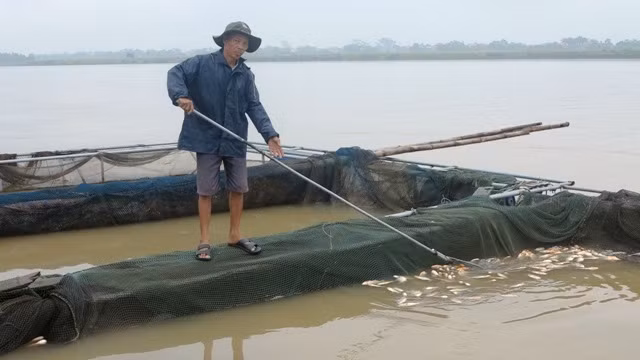 Số lượng cá chết được người dân vớt lên ngày một nhiều.