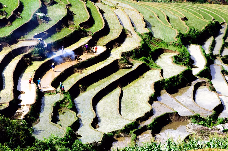 Bà con dân tộc Mông ở huyện Sa Pa (Lào Cai) tập trung cày cấy cho vụ mùa.