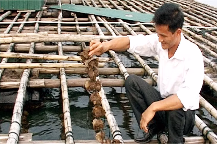 Người dân kiểm tra sinh trưởng của hàu treo dây tại xã Đại Bình (huyện Đầm Hà). Ảnh: Hữu Việt