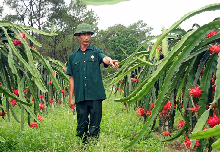 Cựu chiến binh cũng là lực lượng năng động trong phát triển các mô hình kinh tế, trong đó CCB Đoàn Quang Ngọc (phường Phương Đông) là một điển hình.