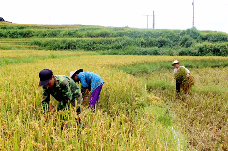 Bên cạnh đó, các phòng ban chuyên môn, các địa phương chỉ đạo bà con chủ động làm đất gieo mạ, cày ải, vệ sinh, chỉnh trang đồng ruộng, cải tạo mặt bằng và đắp bờ vùng, bờ thửa, tạo điều kiện thuận lợi cho việc sản xuất vụ mùa diễn ra đúng khung thời vụ.