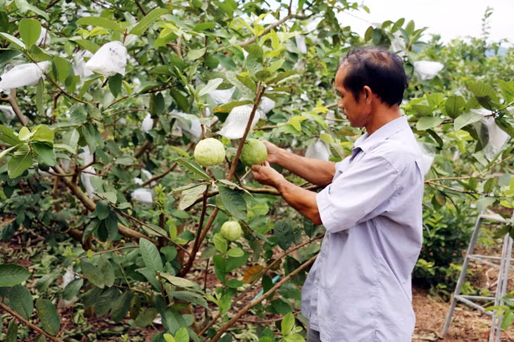 Mô hình trồng ổi Đài Loan của gia đình ông Ân Văn Kim (thôn Đồng Đặng, xã Sơn Dương, huyện Hoành Bồ) mỗi năm thu lãi hơn 100 triệu đồng.