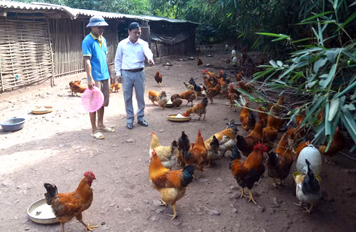 Nuôi gà Tiên Yên hiện là một trong những hướng thoát nghèo của xã.