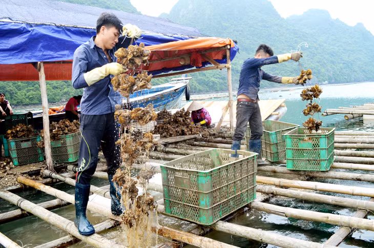 Năm 2017, Quảng Ninh tập trung xây dựng NTM theo hướng chuyển từ lượng sang chất gắn với tái cơ cấu ngành nông nghiệp. Trong ảnh: Thu hoạch hàu tại xã Thắng Lợi, huyện Vân Đồn.
