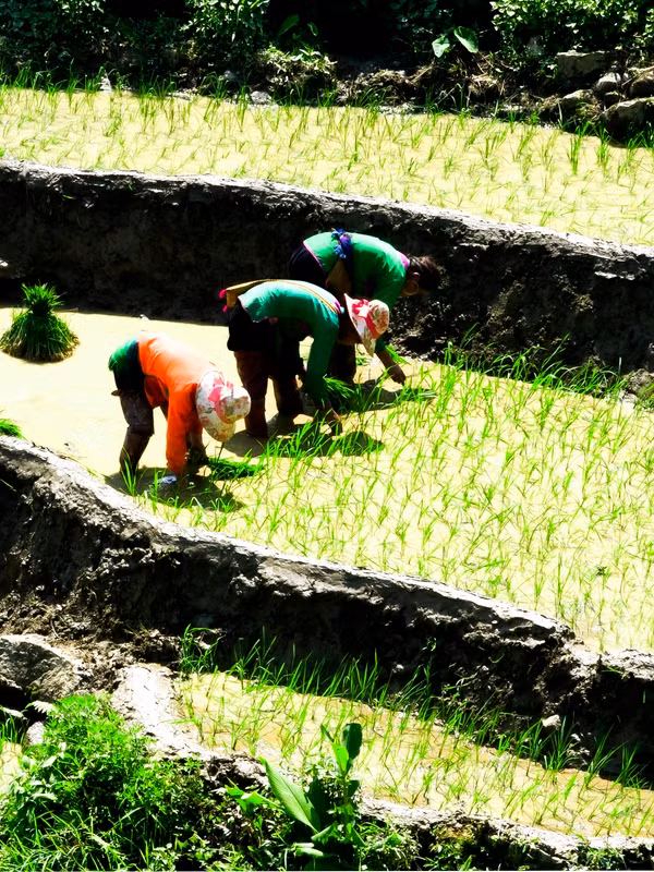 Như dưới xuôi, cấy lúa ở vùng cao chủ yếu là việc của chị em.