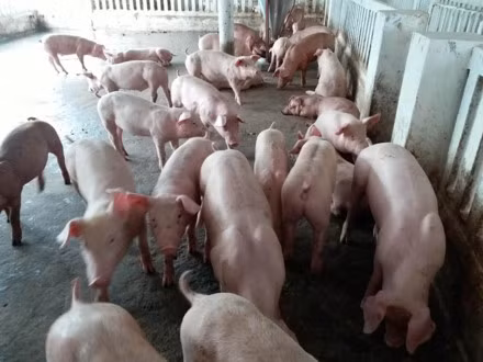Những con lợn thịt của một hộ chăn nuôi tại Phú Thọ đang được "ghìm hàng" chờ sóng tăng giá mới. Ảnh: HVC
